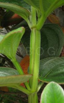 Tibouchina urvilleana - Leaf insertion - Click to enlarge!
