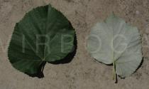 Tilia tomentosa - Upper and lower side of leaf - Click to enlarge!