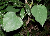 Tinomiscium petiolare - Leaves - Click to enlarge!