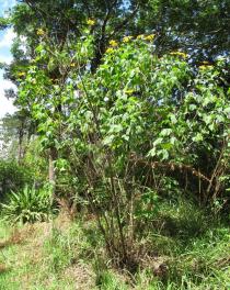 Tithonia diversifolia - Habit - Click to enlarge!