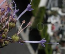 Trachelium caeruleum - Singular flower - Click to enlarge!