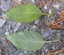 Trachelium caeruleum - Upper and lower surface of leaves - Click to enlarge!
