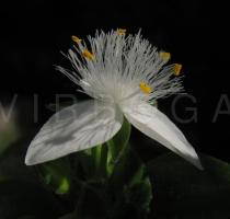 Tradescantia fluminensis - Flower - Click to enlarge!