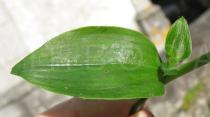 Tradescantia fluminensis - Leaf upper side - Click to enlarge!