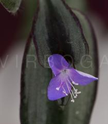 Tradescantia zebrina - Flower - Click to enlarge!