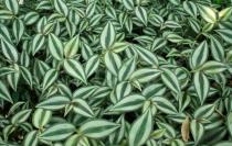 Tradescantia zebrina - Foliage - Click to enlarge!