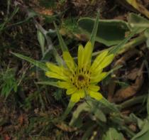 Tragopogon dubius - Flower head - Click to enlarge!