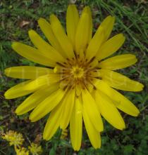 Tragopogon pratensis - Flower head - Click to enlarge!