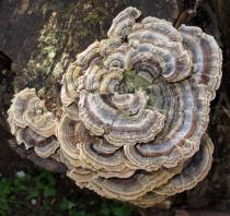 Trametes villosa - Habit, view from above - Click to enlarge!