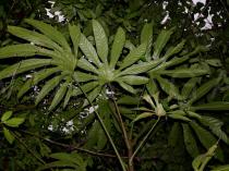 Trevesia palmata - Foliage - Click to enlarge!