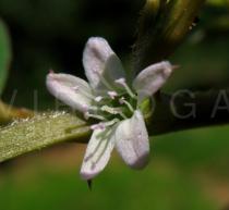 Trianthema portulacastrum - Flower - Click to enlarge!