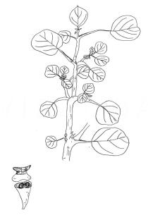 Trianthema portulacastrum - Click to enlarge!