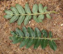 Tribulus terrestris - Upper and lower surface of leaf - Click to enlarge!