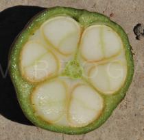 Trichilia emetica - Fruit in cross section - Click to enlarge!