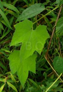 Trichosanthes cucumerina - Foliage - Click to enlarge!