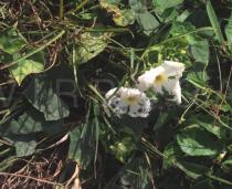 Trichosanthes quinquangulata - Flower - Click to enlarge!