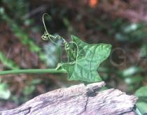 Trichosanthes quinquangulata - Leaf and Tendril - Click to enlarge!