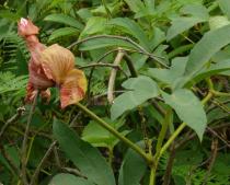 Trichosanthes rubriflos - Flower - Click to enlarge!