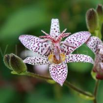 Tricyrtis hirta - Flower - Click to enlarge!