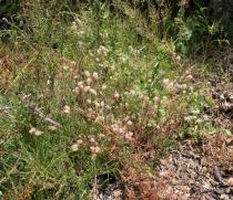 Trifolium arvense - Habit - Click to enlarge!