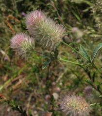 Trifolium arvense - Inflorescence - Click to enlarge!