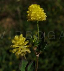 Trifolium campestre - Inflorescence - Click to enlarge!
