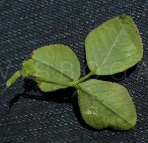 Trifolium campestre - Lower side of leaf - Click to enlarge!