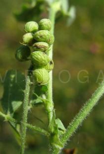 Trifolium campestre - Pods - Click to enlarge!