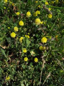 Trifolium campestre - Habit - Click to enlarge!