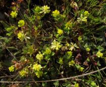 Trifolium dubium - Habit - Click to enlarge!