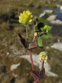 Trifolium dubium - Inflorescence - Click to enlarge!