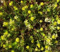 Trifolium dubium - Habit - Click to enlarge!
