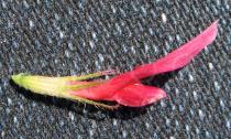 Trifolium incarnatum - Flower - Click to enlarge!