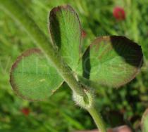 Trifolium incarnatum - Upper side of leaf - Click to enlarge!