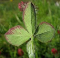 Trifolium incarnatum - Lower side of leaf - Click to enlarge!