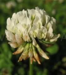Trifolium repens - Flowerhead - Click to enlarge!