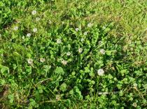 Trifolium repens - Habit - Click to enlarge!