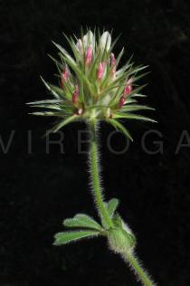 Trifolium stellatum - Inflorescence - Click to enlarge!
