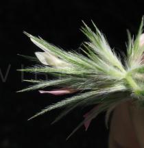 Trifolium stellatum - Flower, side view - Click to enlarge!