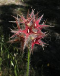Trifolium stellatum - Infructescence - Click to enlarge!