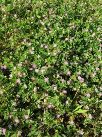 Trifolium tomentosum - Habit - Click to enlarge!