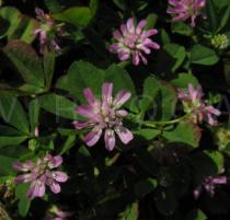 Trifolium tomentosum - Inflorescences - Click to enlarge!