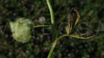 Trifolium tomentosum - Infructescence - Click to enlarge!