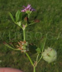 Trifolium tomentosum - Branch with inflorescence and infructescence - Click to enlarge!