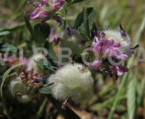 Trifolium tomentosum - Infructescence - Click to enlarge!