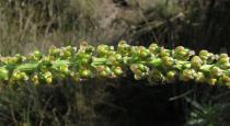 Triglochin maritima - Inflorescence, close-up - Click to enlarge!