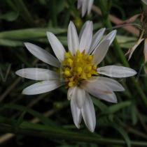 Tripolium pannonicum - Flower head - Click to enlarge!