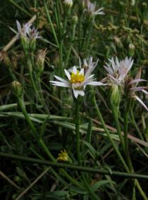 Tripolium pannonicum - Flower heads - Click to enlarge!