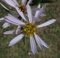 Tripolium pannonicum - Flower head - Click to enlarge!