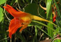 Tropaeolum majus - Flower side view - Click to enlarge!